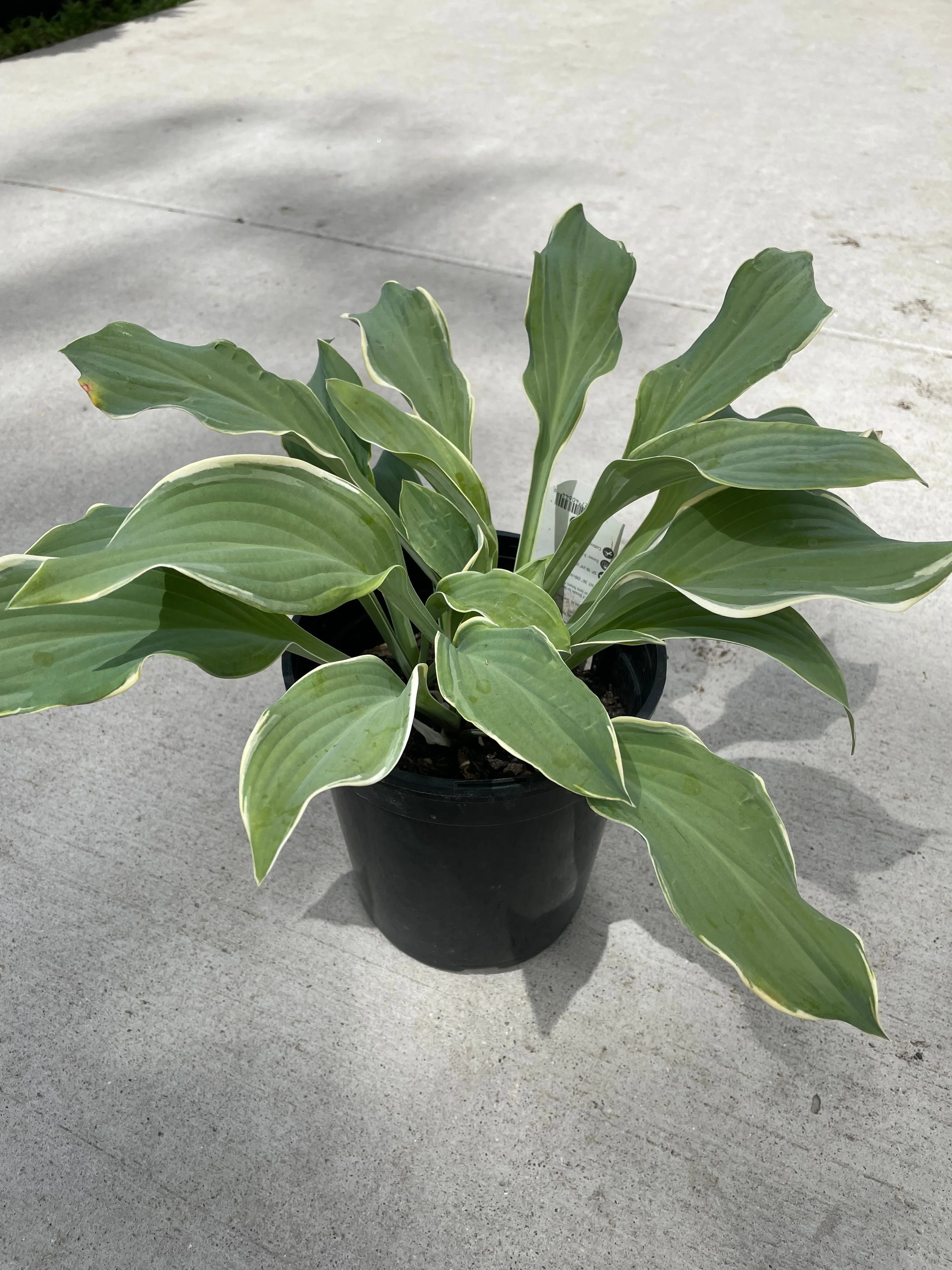 #1 hosta regal splendor