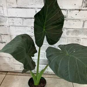 Alocasia Regal Sheilds