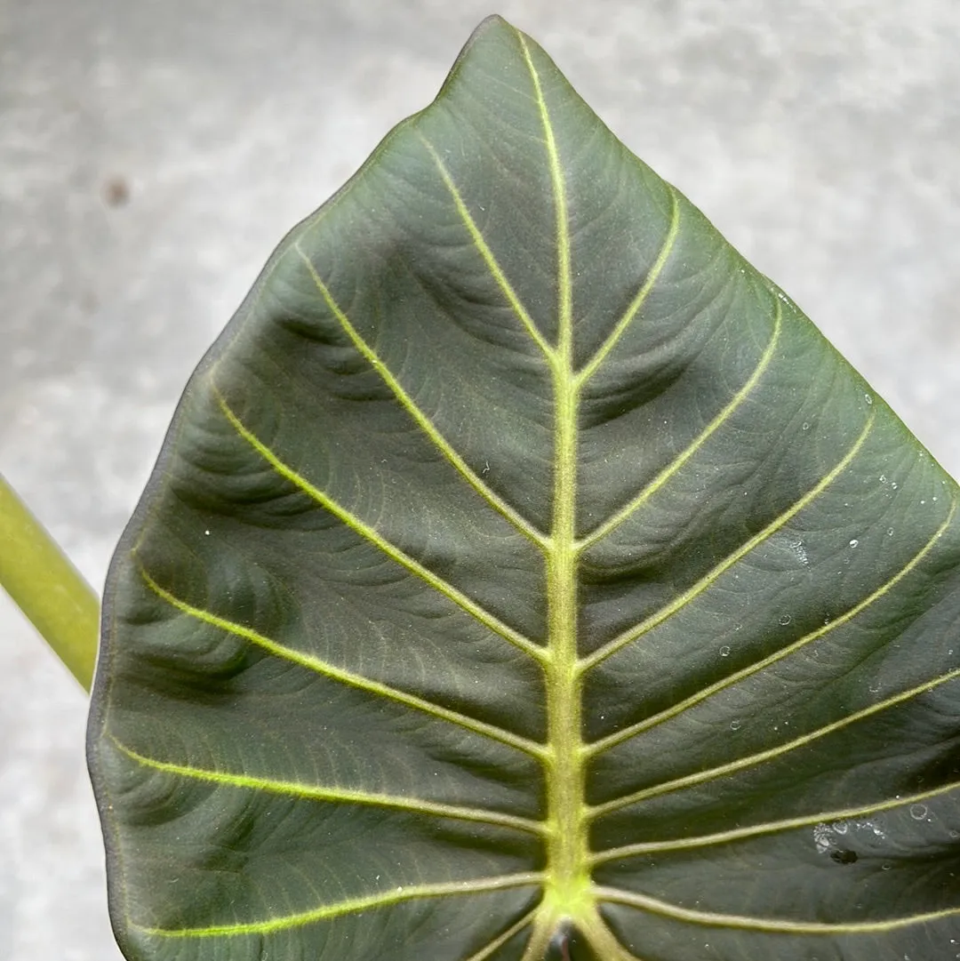 Alocasia - Regal Shields 8.5"