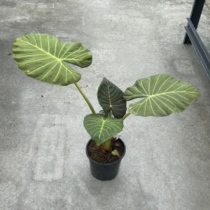 Alocasia - Regal Shields 8.5"