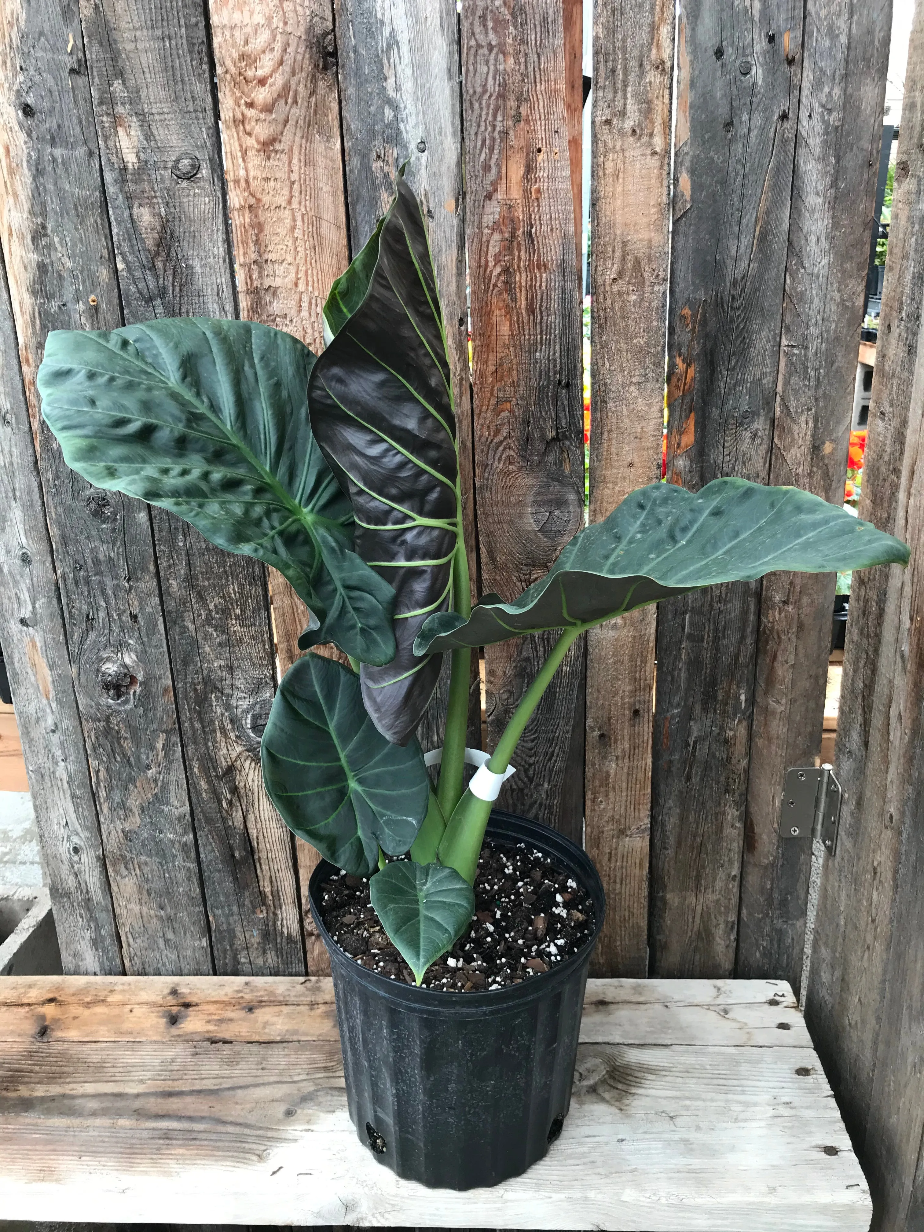 Alocasia - Regal Shields