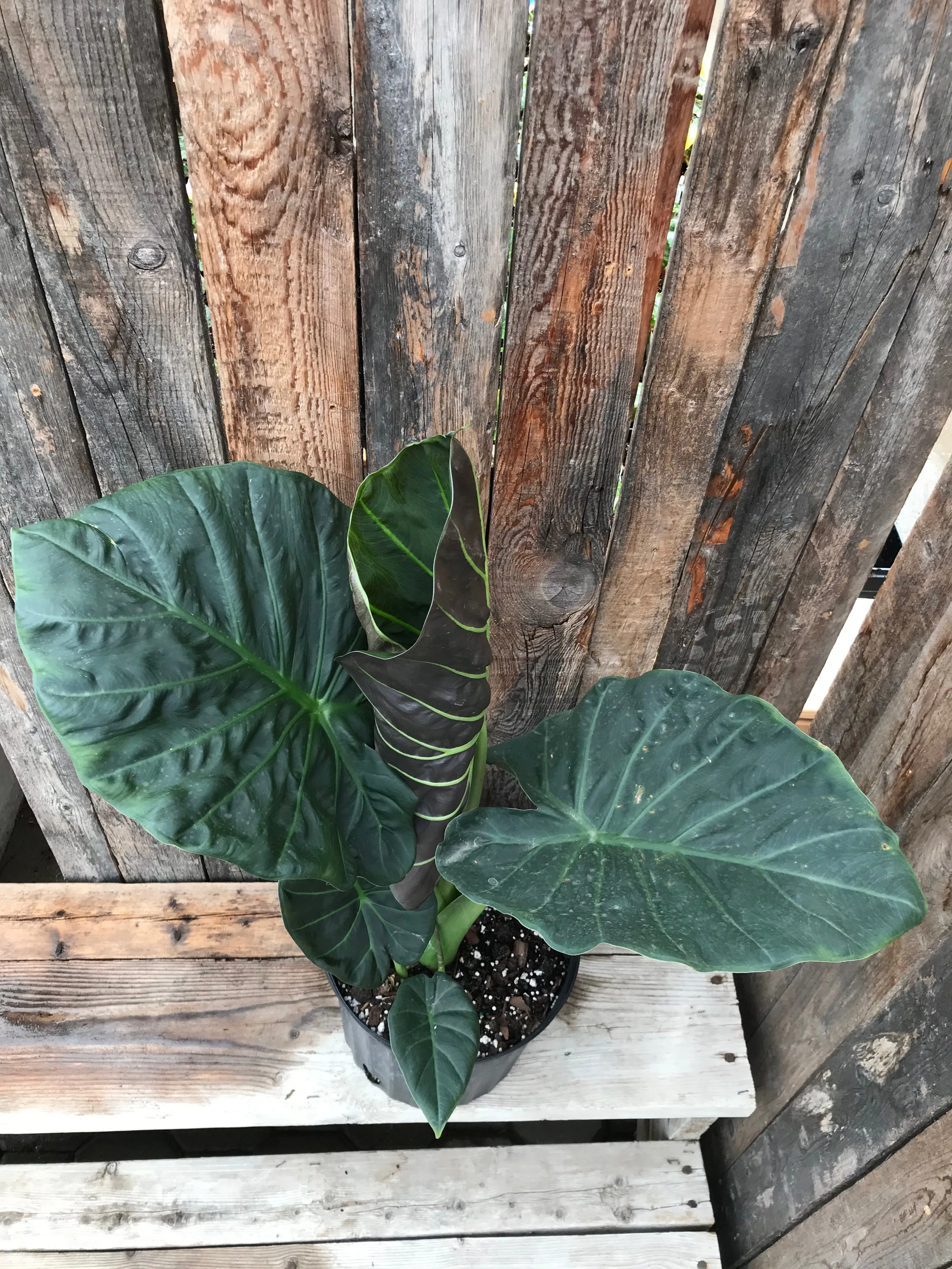 Alocasia - Regal Shields