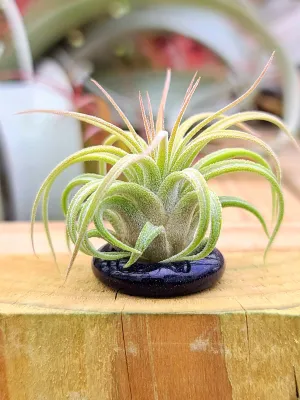 Blue Goldstone Thin Ring Holder w/ Air Plant