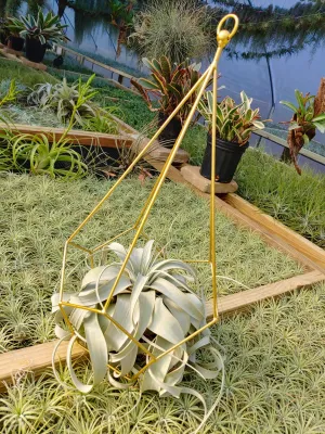 Large Geo Holder   Xerographica Air Plant