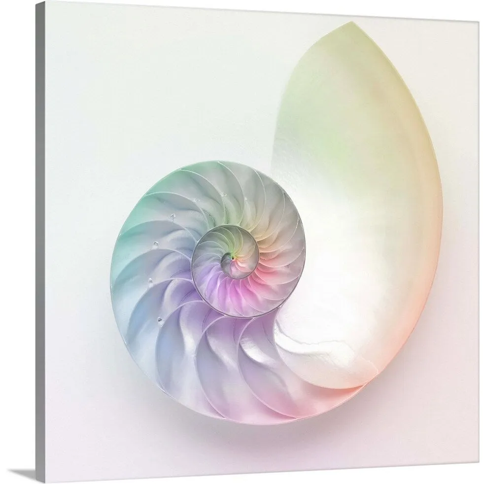 "Artistic colored nautilus image" Canvas Wall Art - Multi